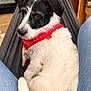 dog, black_and_white, bandana, red_bandana, hammock, indoor, jeans, fur, pet, resting, cozy, sitting, canine, close_up, wooden_shelf, background, animal, cute, comfort, relaxation