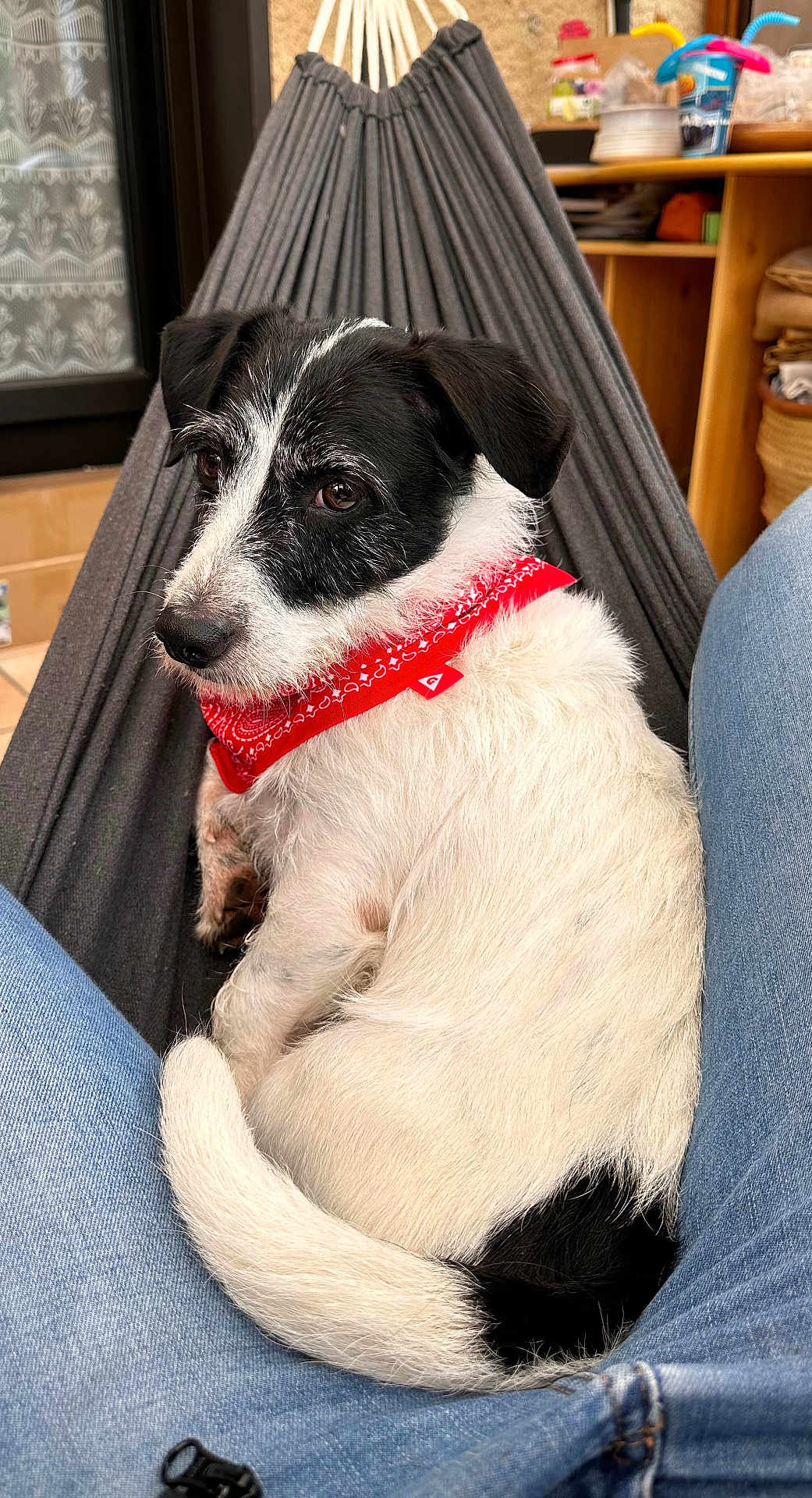 Pépino participe au concours pour gagner de l'argent avec cette photo : dog, black_and_white, bandana, red_bandana, hammock, indoor, jeans, fur, pet, resting, cozy, sitting, canine, close_up, wooden_shelf, background, animal, cute, comfort, relaxation