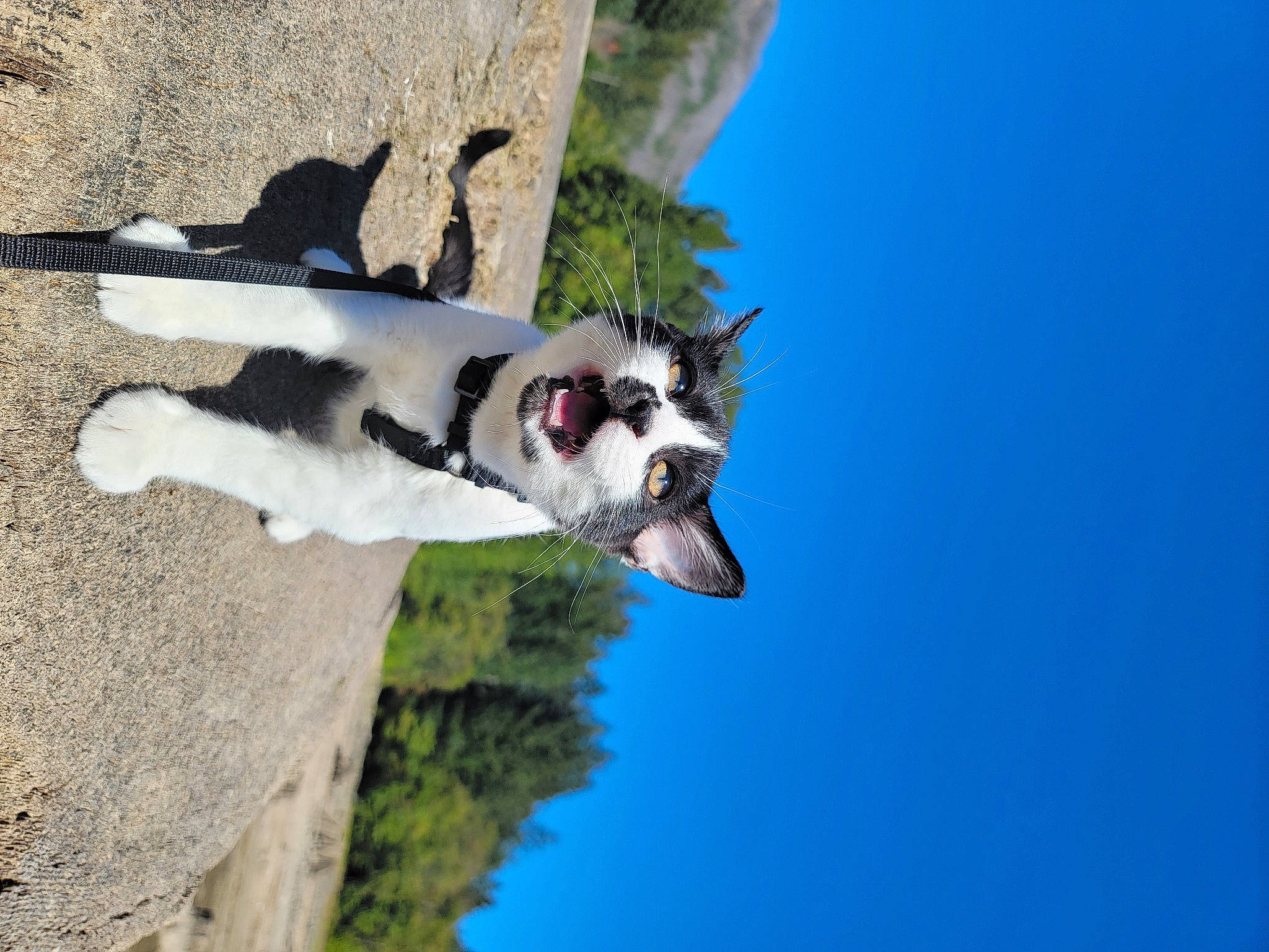 Cecil is registered to the contest to win money with this photo: adventure, canidae, carnivore, collar, dog, dog_breed, plant, recreation, sky, sporting_group, tree, water