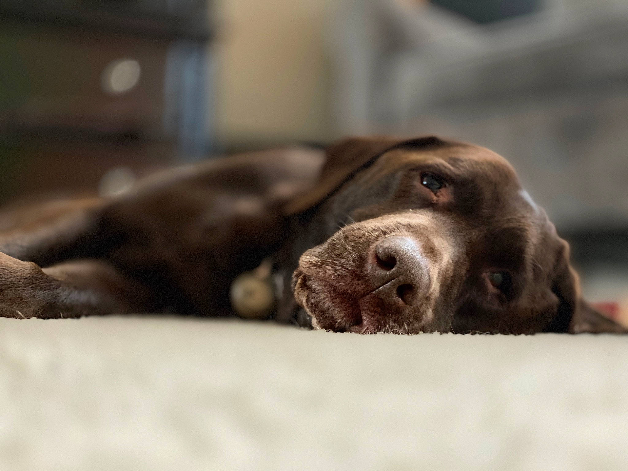 Sophie joined the competition — help win amazing prizes! brown, canidae, carnivore, dog, dog_breed, eye, fur, german_shorthaired_pointer, hunting_dog, labrador_retriever, liver, mammal, pointer, pointing_breed, puppy, retriever, snout, sporting_group, vertebrate, whiskers