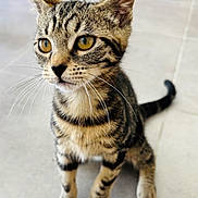 Minette participe au concours pour gagner de l'argent avec cette photo : cat, kitten, tabby, pet, animal, whiskers, fur, eyes, sitting, floor, indoor, curious, young, small, cute, mammal, domestic, striped, closeup, portrait