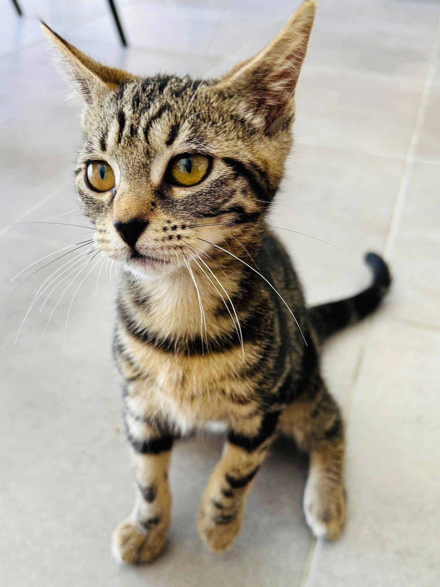 Minette participe au concours pour gagner de l'argent avec cette photo : cat, kitten, tabby, pet, animal, whiskers, fur, eyes, sitting, floor, indoor, curious, young, small, cute, mammal, domestic, striped, closeup, portrait