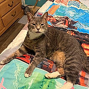 Bobo is registered to the contest to win money with this photo: animal, bedroom, bedspread, cat, cute, domestic_cat, dresser, ear, furniture, gray_tabby, indoor, lying_down, paw, pet, quilt, relaxed, striped, tail, whiskers, wood_floor