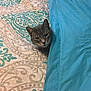 Bobo joined the competition — help win amazing prizes! animal, bed, blanket, blue_blanket, cat, comfort, cozy, curious, cute, ears, feline, gray_cat, home, indoor, patterned_bedspread, pet, resting, sleepy, soft_texture, whiskers