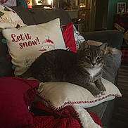 Bobo is registered to the contest to win money with this photo: cat, couch, pillow, blanket, indoor, holiday, christmas, stocking, decor, furniture, living_room, pet, cozy, gray_cat, white_cat, relaxing, animal, soft_lighting, home, winter