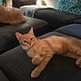 Lovey is registered to the contest to win money with this photo: cat, couch, cozy, curious, cushion, domestic_animal, feline, furniture, ginger_cat, home, indoor, living_room, lying_down, orange_fur, pet, relaxing, resting, sectional_sofa, soft_lighting, two_cats