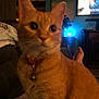 Lovey joined the competition — help win amazing prizes! animal, bell, blue_light, blur, cat, close_up, collar, couch, cozy, feet, furniture, home, indoor, living_room, night, orange_tabby, person, pet, relaxing, television