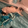 Reese is registered to the contest to win money with this photo: animal, bed, blanket, blue_blanket, calico_cat, cat, comfort, cozy, cushion, feline, fur, home, indoor, pet, pillow, relaxed, resting, sleepy, soft_texture, turquoise_bedspread