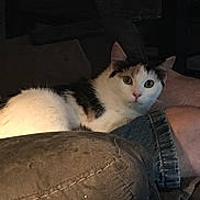Reese joined the competition — help win amazing prizes! animal, calico, casual, cat, clothing, comfort, couch, curious, fur, home, human, indoor, lap, legs, looking, person, pet, relaxing, seated, whiskers