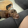 dog, labrador, brown_dog, indoor, couch, sofa, wicker_basket, floor, tile_floor, pet, resting, waiting, animal, head, looking_up, cozy, furniture, living_room, domestic, companion