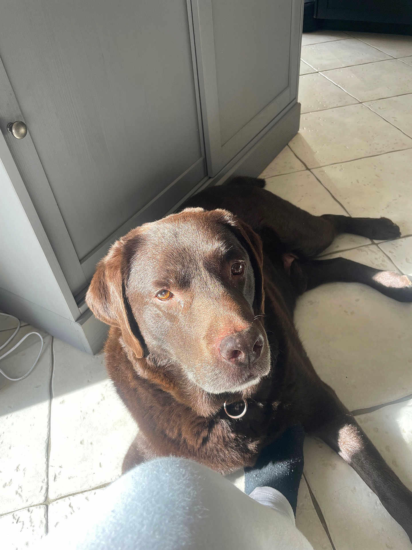 Mango participe au concours pour gagner de l'argent avec cette photo : dog, labrador, brown_dog, indoor, tile_floor, sunlight, pet, canine, relaxed, looking_up, floor, cabinet, collar, domestic_animal, home, shadow, paw, leg, person, resting