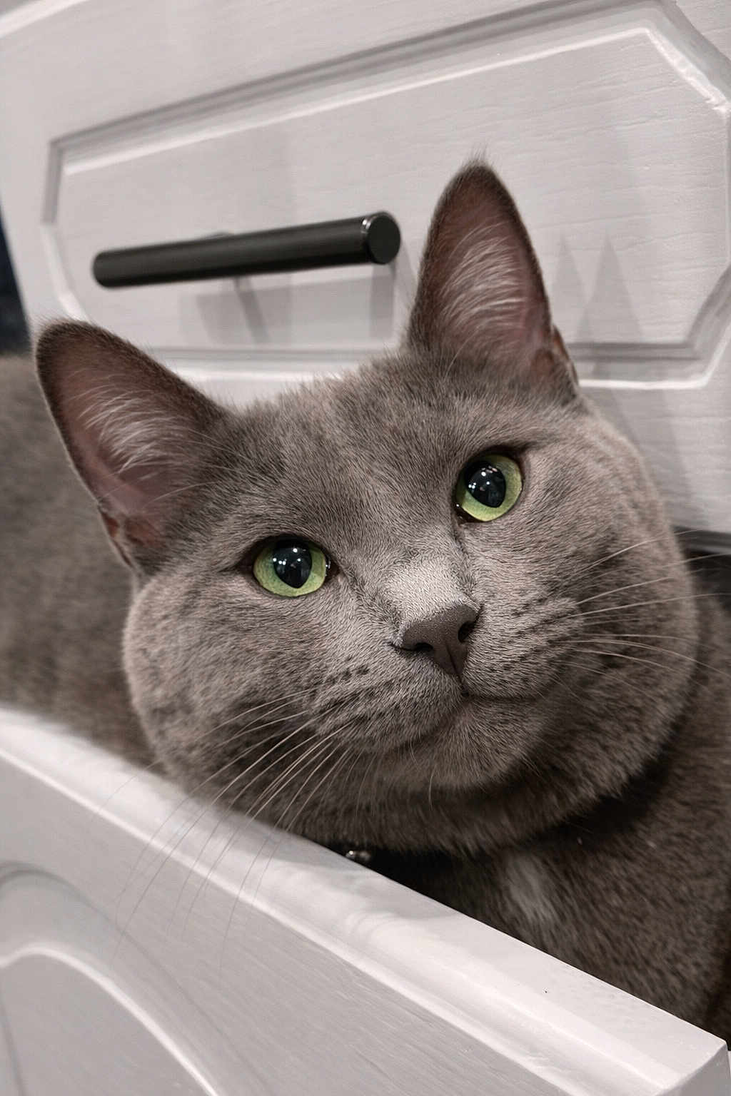 Libby joined the competition — help win amazing prizes! cat, grey_cat, green_eyes, pet, close_up, portrait, whiskers, ears, fur, indoor, drawer, cabinet, furniture, domestic, curious, feline, playful, staring, bright_eyes, macro