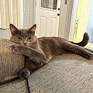 Libby is registered to the contest to win money with this photo: cat, gray_cat, sofa, couch, living_room, indoor, paw, tail, upholstery, door, curtain, pet, feline, whiskers, relaxed, lying_down, eyes, cozy, home, portrait