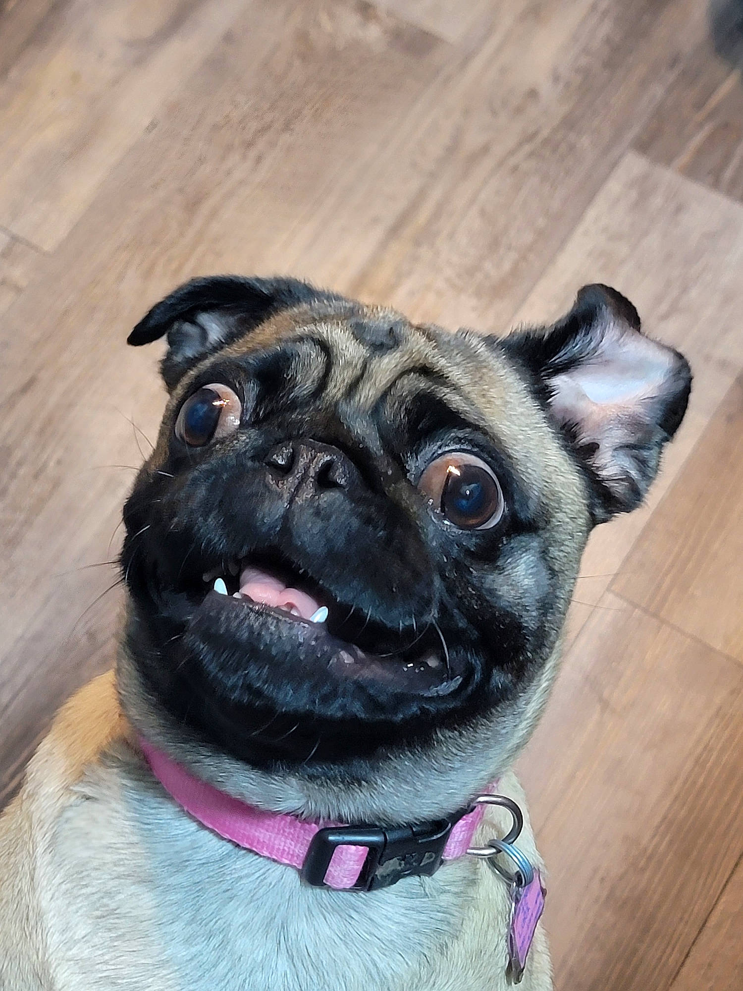 Luna joined the competition — help win amazing prizes! canidae, carnivore, collar, companion_dog, dog, dog_breed, dog_collar, dog_supply, fawn, fur, leash, pet_supply, pug, snout, sporting_group, toy_dog, whiskers, wood, working_animal, wrinkle