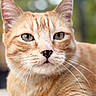 animal, blurred_background, calm, cat, close_up, cute, ears, face, feline, fur, ginger_cat, green_eyes, head, mammal, nature, nose, outdoor, pet, portrait, whiskers