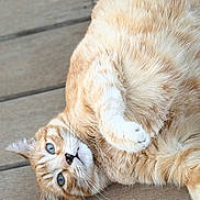 Many participe au concours pour gagner de l'argent avec cette photo : animal, blue_eyes, cat, closeup, curious, cute, domestic_cat, feline, fluffy_fur, fur_pattern, head_tilt, indoor, lying_down, orange_tabby, paw, pet, relaxed, resting, whiskers, wooden_floor