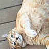 animal, blue_eyes, cat, closeup, curious, cute, domestic_cat, feline, fluffy_fur, fur_pattern, head_tilt, indoor, lying_down, orange_tabby, paw, pet, relaxed, resting, whiskers, wooden_floor