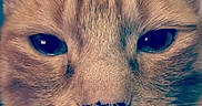 Many a rejoint le concours — aidez-le/la à gagner de superbes lots ! cat, cat_like_mammal, close_up, domestic_short_haired_cat, eye, face, fauna, fur, iris, kitten, nose, organ, small_to_medium_sized_cats, snout, whiskers