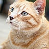 animal, blue_eyes, blurry_background, calm, cat, close_up, cute, domestic_cat, feline, focus, fur, ginger_cat, mammal, nature, outdoor, pet, portrait, relaxed, soft_light, whiskers