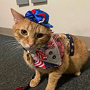 Dreamsicle joined the competition — help win amazing prizes! cat, orange_tabby, pet, costume, hat, bandana, indoor, carpet, leash, animal, cute, curious, feline, whiskers, ears, collar, domestic_cat, small_hat, patterned_clothing, floor