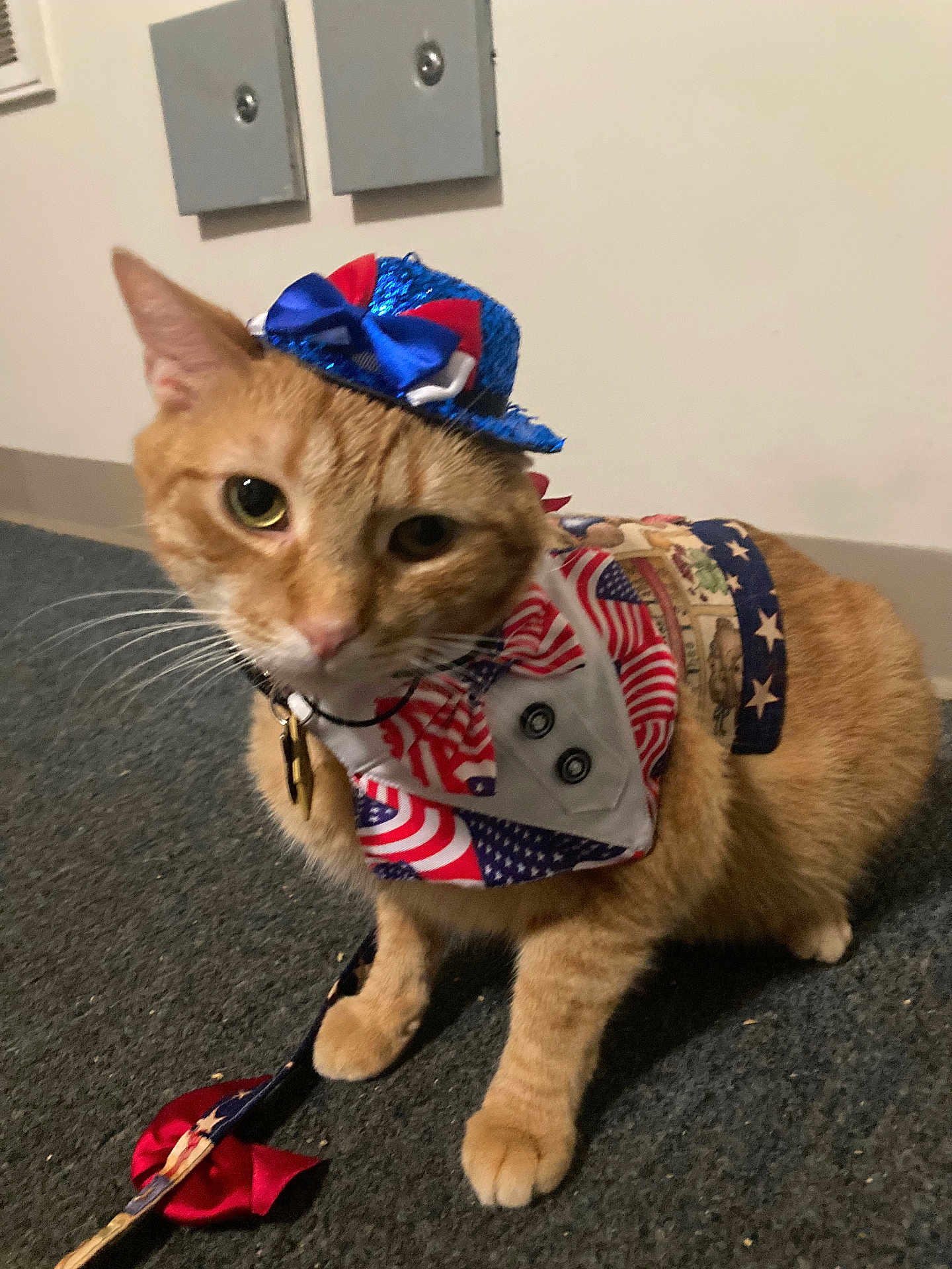 Dreamsicle joined the competition — help win amazing prizes! cat, orange_tabby, pet, costume, hat, bandana, indoor, carpet, leash, animal, cute, curious, feline, whiskers, ears, collar, domestic_cat, small_hat, patterned_clothing, floor