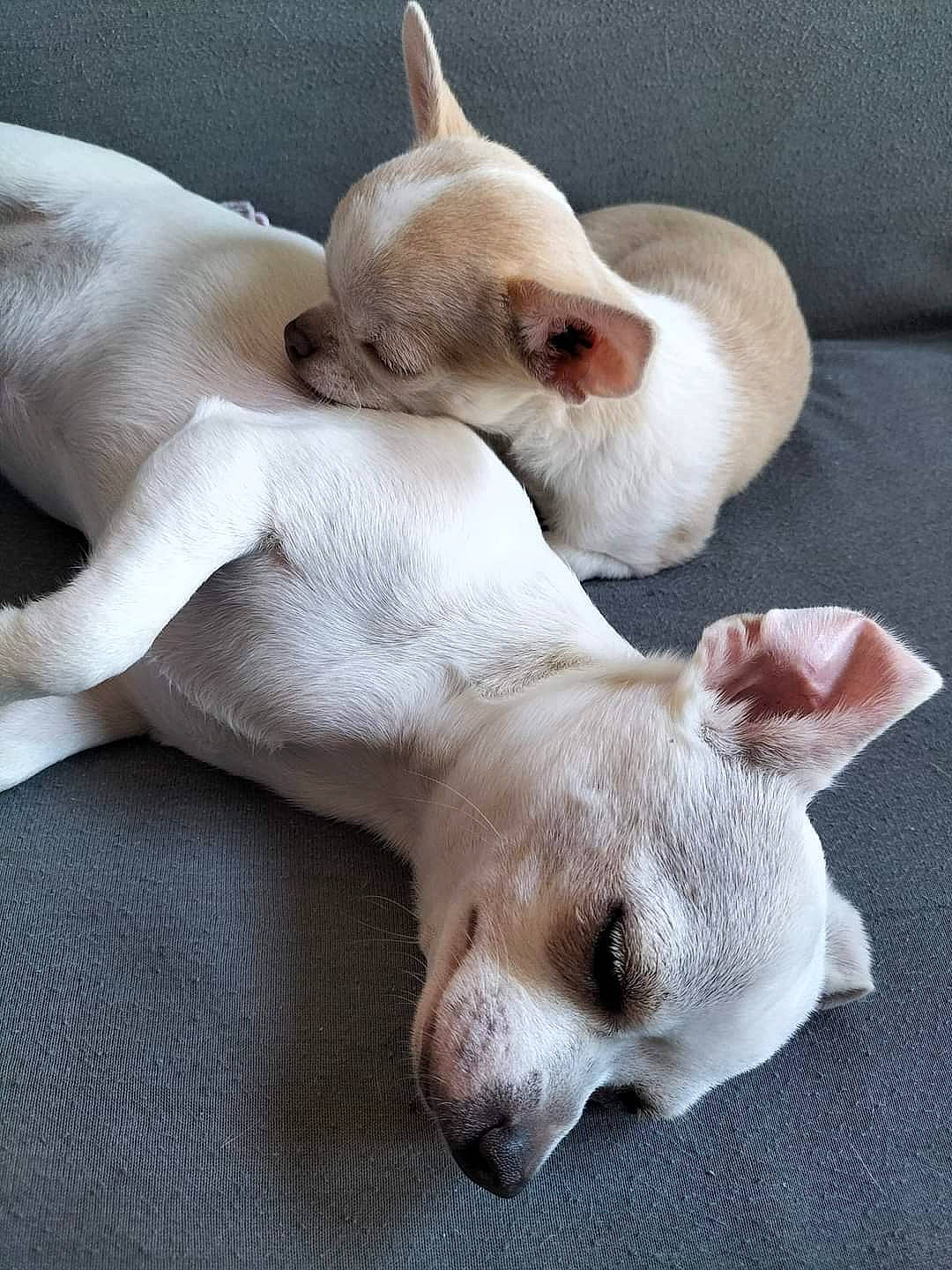 Ryder a rejoint le concours — aidez-le/la à gagner de superbes lots ! canidae, carnivore, comfort, companion_dog, dog, dog_breed, dog_supply, fawn, nap, non_sporting_group, paw, snout, sporting_group, tail, terrestrial_animal, whiskers, working_animal