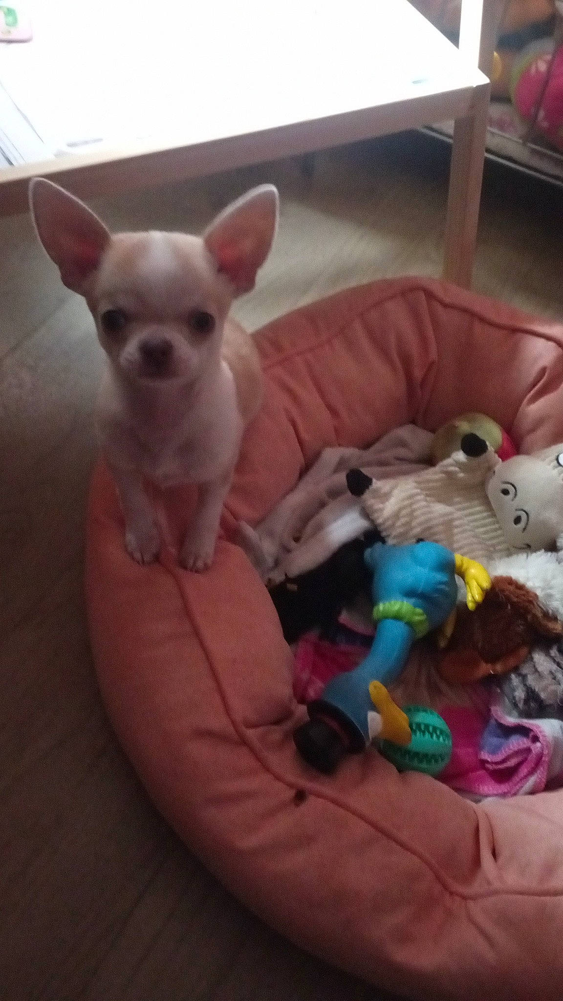 Ryder a rejoint le concours — aidez-le/la à gagner de superbes lots ! baby_toys, carnivore, chihuahua, comfort, companion_dog, dog, dog_breed, dog_supply, fawn, felidae, mammal, pink, plush, snout, stuffed_toy, tail, toy, toy_dog, whiskers, working_animal