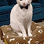 blanket, blue_couch, bone_pattern, bow_tie, brown_blanket, cat, cozy, domestic_animal, ears, eyes, feline, fur, indoor, paw_prints, pet, sitting, stool, whiskers, white_cat, wooden_stool