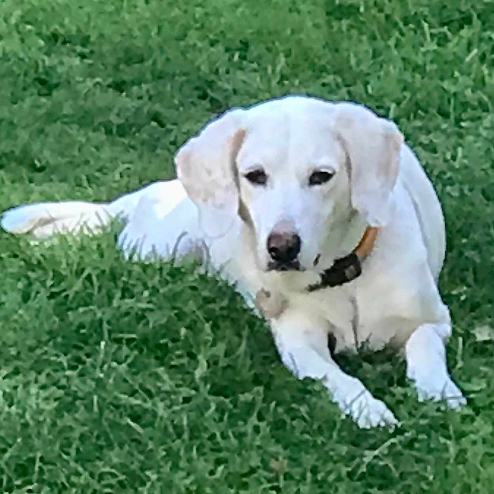 Lilly joined the competition — help win amazing prizes! animal, ball, beagle, canine, dog, football, goldenretriever, grass, hound, labradorretriever, lawn, pet, plant, puppy, soccer, soccerball, sport, tennis, tennisball, whitedog