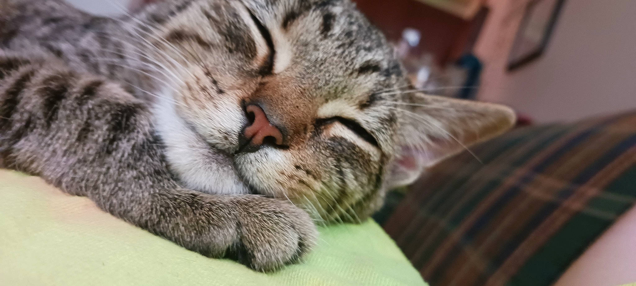 Whiskers is registered to the contest to win money with this photo: carnivore, cat, claw, comfort, domestic_short_haired_cat, felidae, fur, paw, small_to_medium_sized_cats, snout, terrestrial_animal, whiskers, wildlife