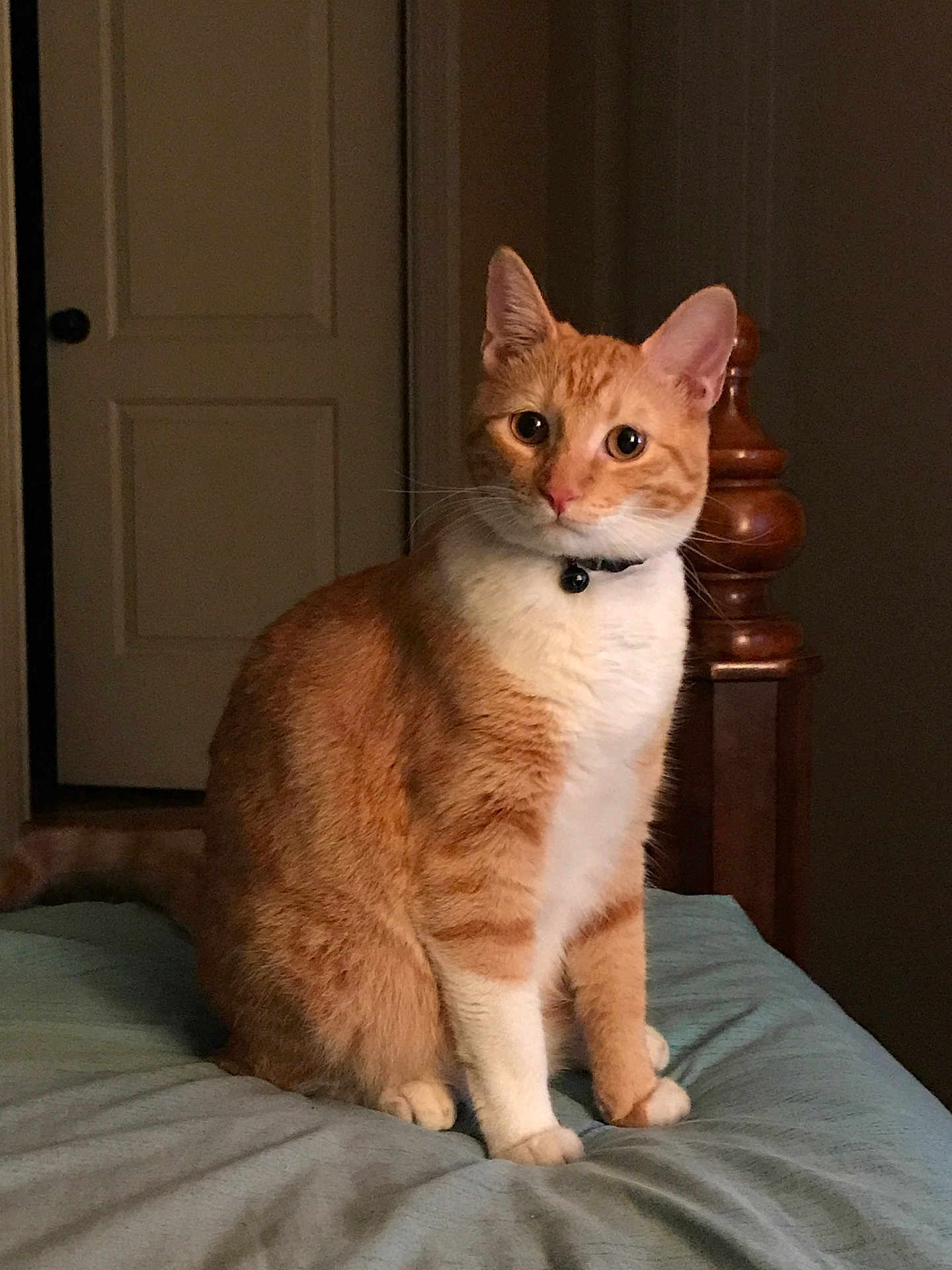 Kevin joined the competition — help win amazing prizes! cat, orange_cat, white_cat, pet, indoor, bed, blanket, curious, feline, animal, domestic_animal, whiskers, ears, paws, collar, wooden_bedpost, furniture, room, light, sitting