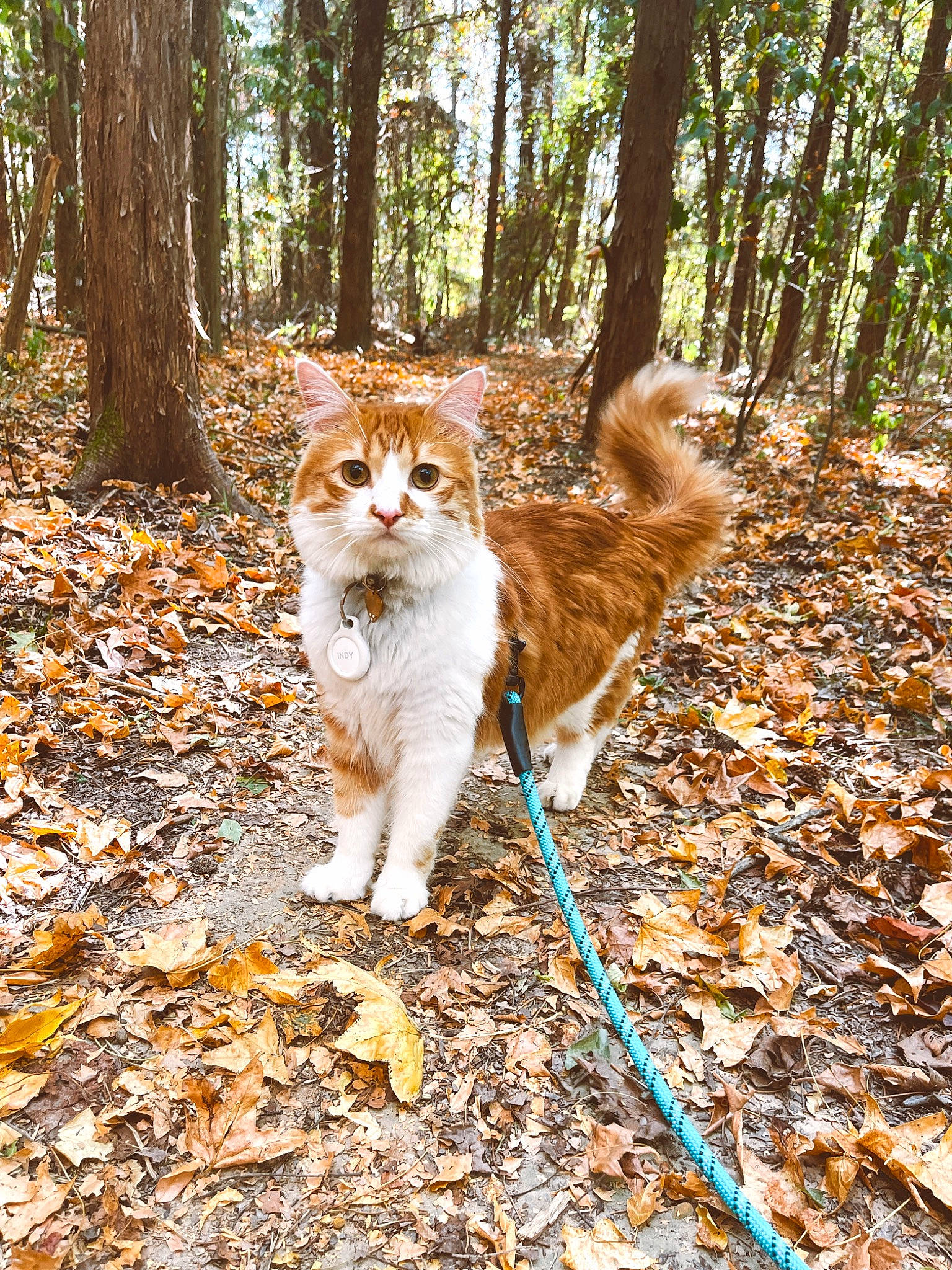 Indy is registered to the contest to win money with this photo: biome, carnivore, cat, deciduous, fawn, felidae, forest, grass, leaf, natural_landscape, plant, small_to_medium_sized_cats, sunlight, tail, tree, trunk, whiskers, wood, woodland, woody_plant