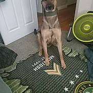 Miley is registered to the contest to win money with this photo: dog, german_shepherd, pet, collar, indoor, room, carpet, mat, fan, door, hardwood_floor, sitting, ears_up, attentive, home, portrait, paws, rug, household_item, wall
