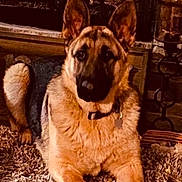 Baloo is registered to the contest to win money with this photo: dog, german_shepherd, canine, pet, animal, portrait, sitting, indoors, fireplace, brick, rug, carpet, collar, ears, alert, brown_fur, black_mask, front_view, home, cozy