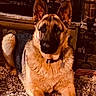 dog, german_shepherd, canine, pet, animal, portrait, sitting, indoors, fireplace, brick, rug, carpet, collar, ears, alert, brown_fur, black_mask, front_view, home, cozy