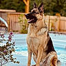 Baloo joined the competition — help win amazing prizes! dog, german_shepherd, pet, canine, sitting, outdoor, backyard, swimming_pool, poolside, wooden_fence, garden, flowers, rocks, sunlight, animal_portrait, upright_ears, open_mouth, tan_coat, black markings, summer