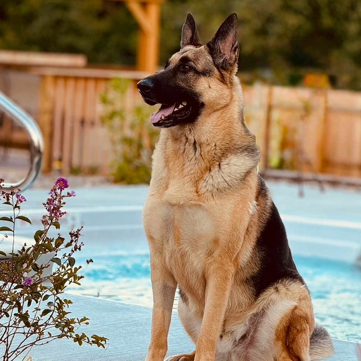 Baloo