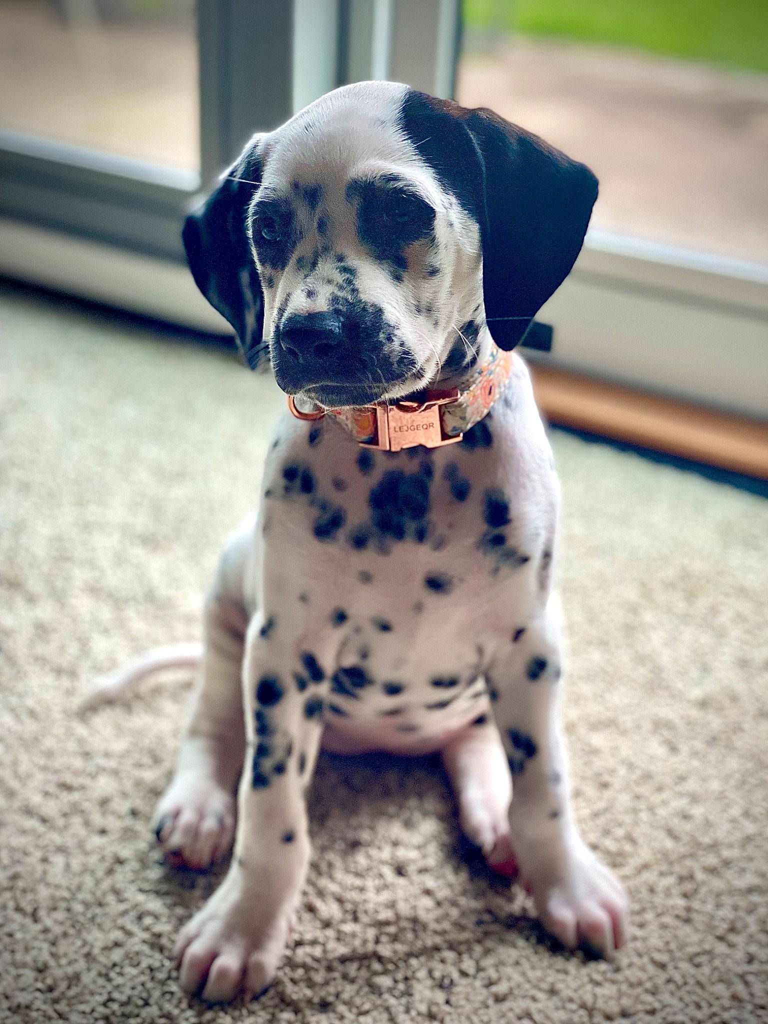 Dolly is registered to the contest to win money with this photo: canidae, carnivore, collar, companion_dog, dog, dog_breed, dog_collar, dog_supply, electric_blue, fawn, leash, non_sporting_group, paw, pet_supply, puppy, sitting, snout, sporting_group, whiskers, working_animal