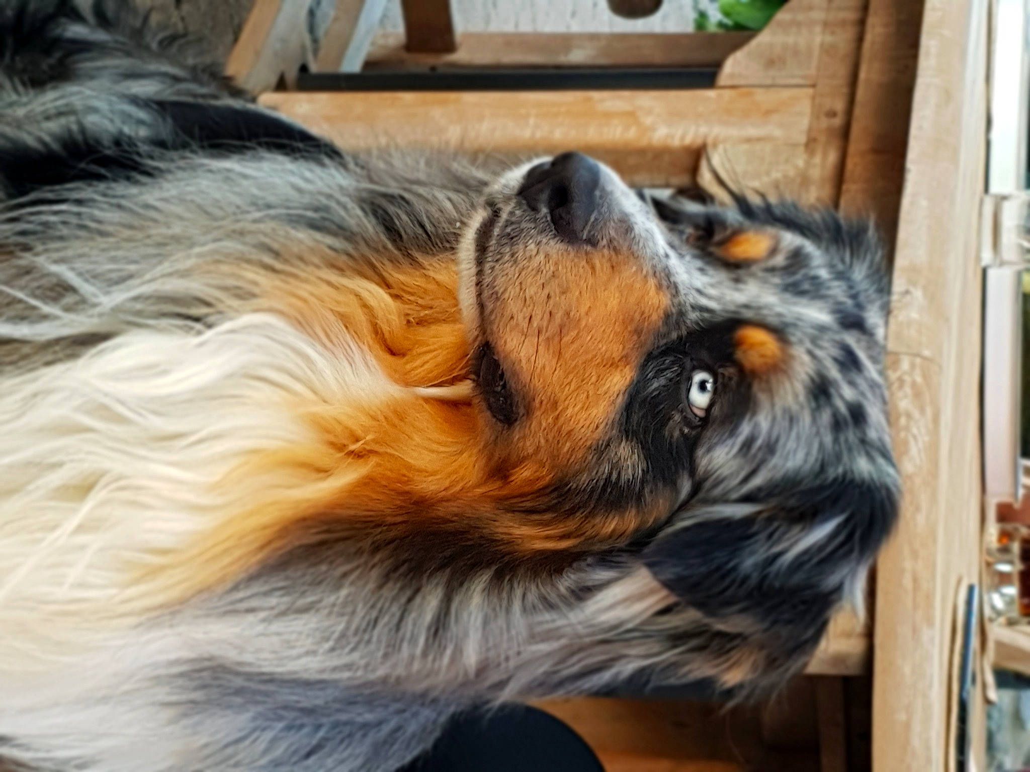 Lord participe au concours pour gagner de l'argent avec cette photo : canidae, carnivore, companion_dog, dog, dog_breed, ear, fawn, fur, plant, sporting_group, terrestrial_animal, whiskers, wood, working_dog