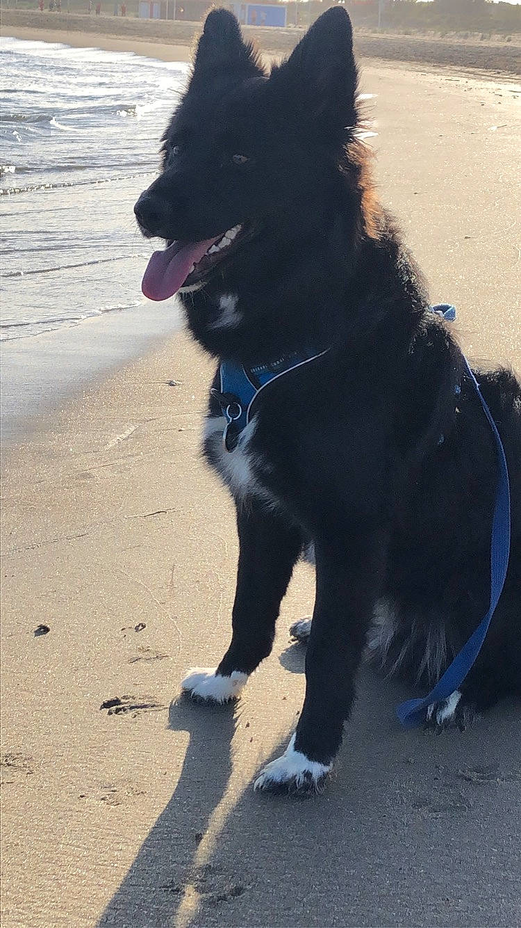 Remus a rejoint le concours — aidez-le/la à gagner de superbes lots ! beach, blue, canidae, carnivore, companion_dog, dog, dog_breed, dog_collar, electric_blue, fur, german_spitz_mittel, herding_dog, non_sporting_group, shadow, snout, sporting_group, tail, water, working_animal, working_dog