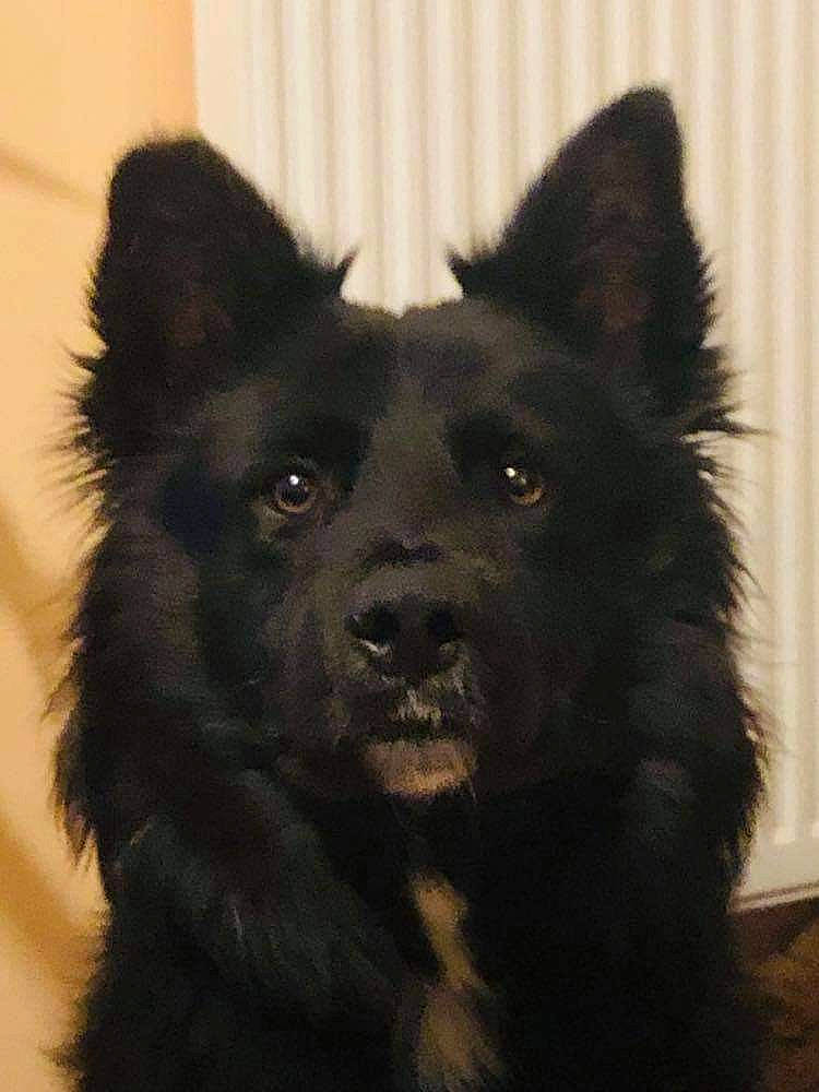 Remus a rejoint le concours — aidez-le/la à gagner de superbes lots ! ancient_dog_breeds, art, canidae, carnivore, companion_dog, dog, dog_breed, fur, herding_dog, non_sporting_group, snout, sporting_group, terrestrial_animal, whiskers, working_animal, working_dog