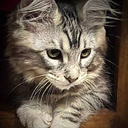 Vénus participe au concours pour gagner de l'argent avec cette photo : abyssinian, angora, animal, cat, kitten, manx, pet, siamese, wood