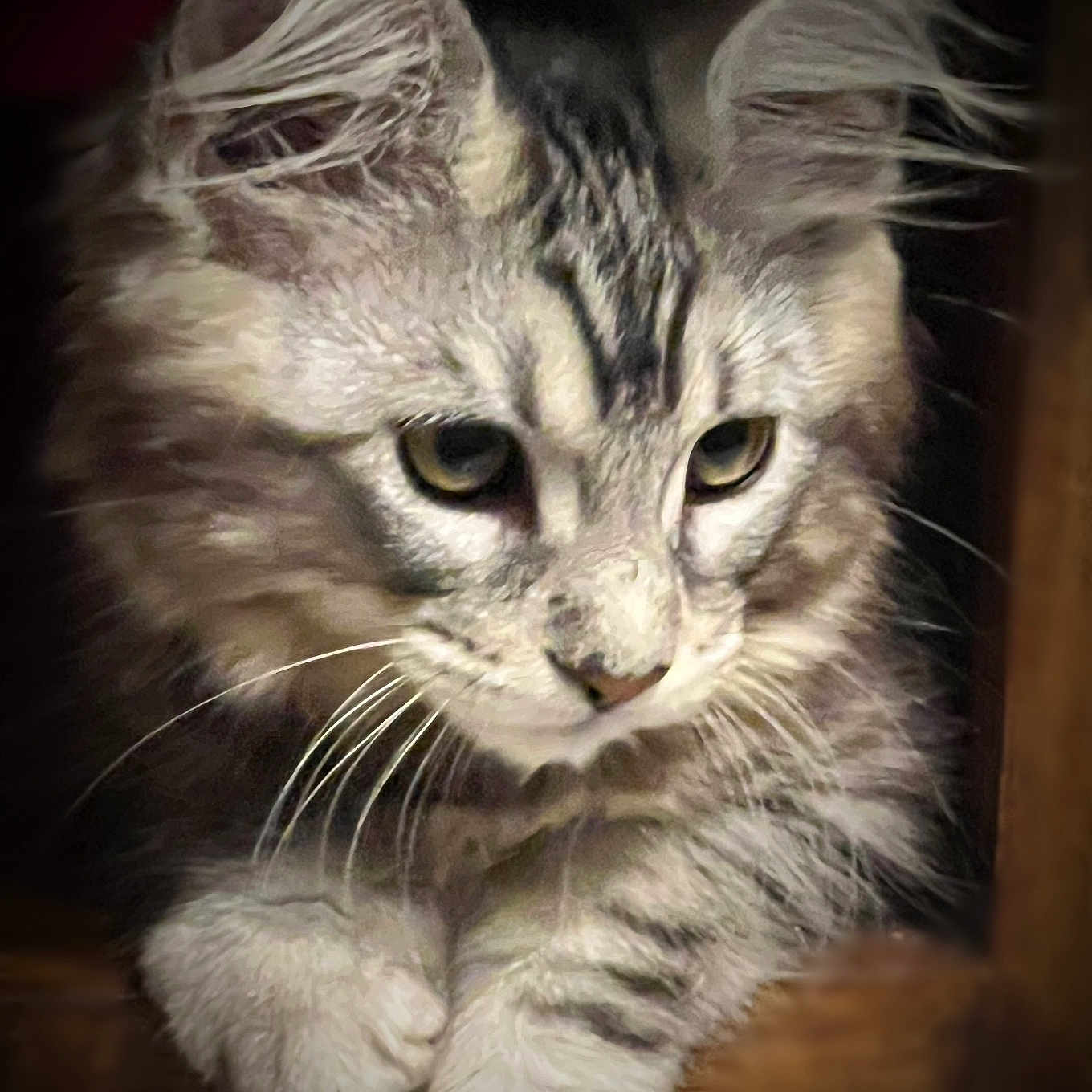 Vénus participe au concours pour gagner de l'argent avec cette photo : abyssinian, angora, animal, cat, kitten, manx, pet, siamese, wood