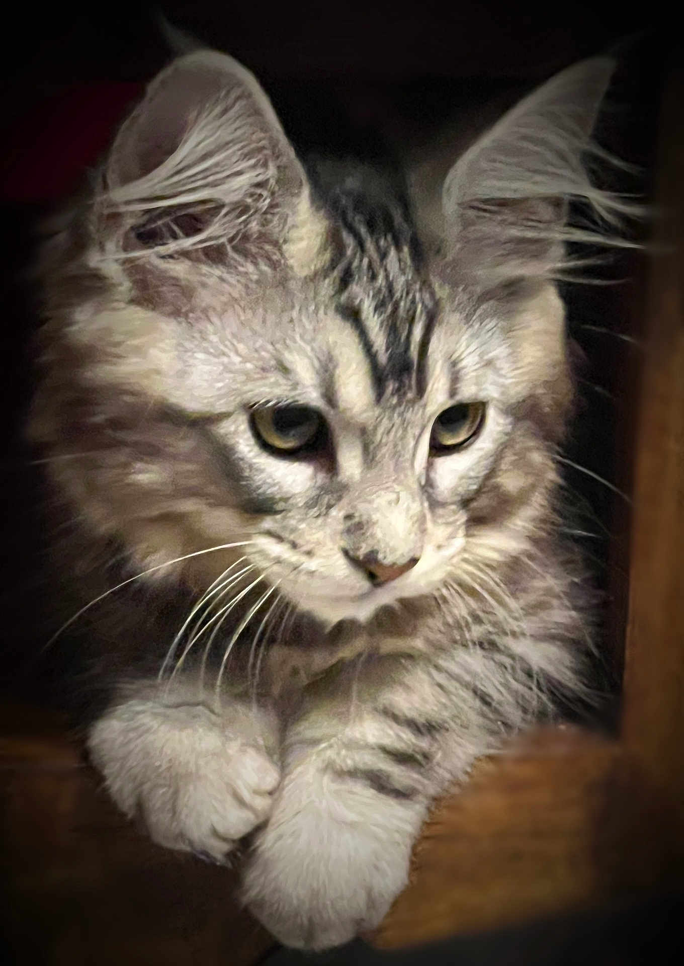 Vénus participe au concours pour gagner de l'argent avec cette photo : abyssinian, angora, animal, cat, kitten, manx, pet, siamese, wood
