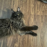 Aleksandr is registered to the contest to win money with this photo: cat, black_cat, fluffy, floor, wood_floor, pet, animal, lying_down, curious, indoor, feline, tabby, paw, relaxed, two_cats, domestic_cat, fur, cute, whiskers, resting