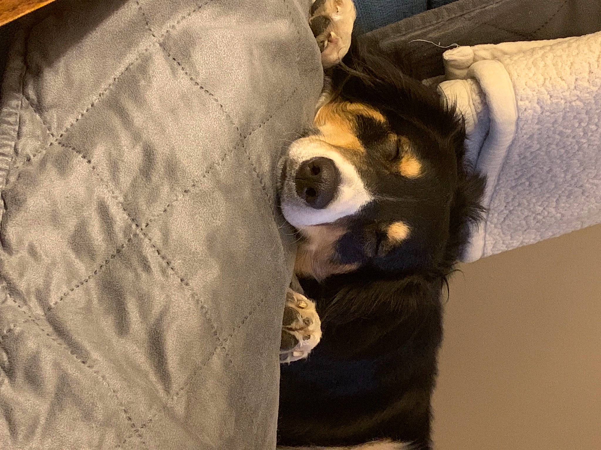 Remi is registered to the contest to win money with this photo: carnivore, comfort, companion_dog, dog, dog_breed, dog_supply, ear, eyewear, fawn, fur, grey, linens, sleeve, snout, sporting_group, sunglasses, textile, toy_dog, whiskers, working_animal