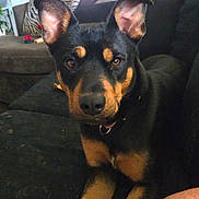 Coco Chanel is registered to the contest to win money with this photo: dog, black_and_tan, doberman, pet, animal, portrait, sitting, couch, indoors, living_room, pointed_ears, short_hair, brown_eyes, collar, front_legs, tattoo, human_arm, furniture, doorway, home