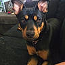 dog, black_and_tan, doberman, pet, animal, portrait, sitting, couch, indoors, living_room, pointed_ears, short_hair, brown_eyes, collar, front_legs, tattoo, human_arm, furniture, doorway, home