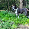 Vaiana participe au concours pour gagner de l'argent avec cette photo : dog, animal, canine, black_and_white, standing, grass, forest, nature, outdoor, ears_perked, alert, curious, path, trees, greenery, collar, daylight, mammal, pet, woodland
