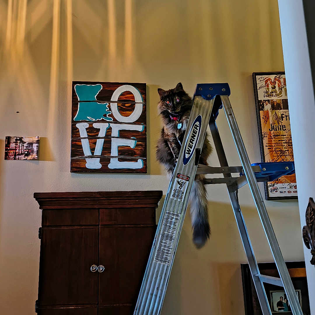 Machoo is registered to the contest to win money with this photo: animal, cabinet, cat, curious, decor, fluffy, furniture, home, indoor, ladder, light, metal, perched, pet, portrait, room, shadow, stairs, wall_art, wooden_sign